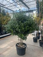 Osmanthus: Geurige sierheester voor uw tuin!, Overige soorten, Vaste plant, Ophalen of Verzenden, Halfschaduw