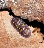 Op=op! Gehele kweek Armadillidium tirolense "Lake Garda"