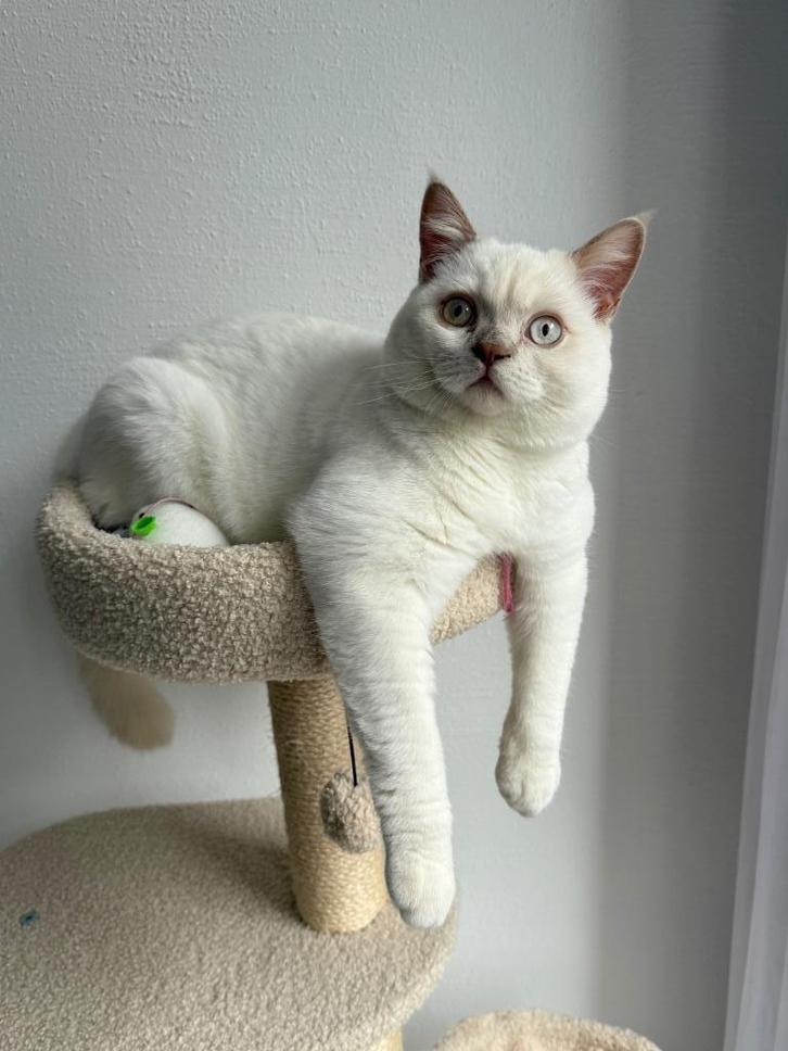 Kitten (britse korthaar bluepoint), Dieren en Toebehoren, Katten en Kittens | Raskatten | Korthaar, Kater, 0 tot 2 jaar, Ontwormd