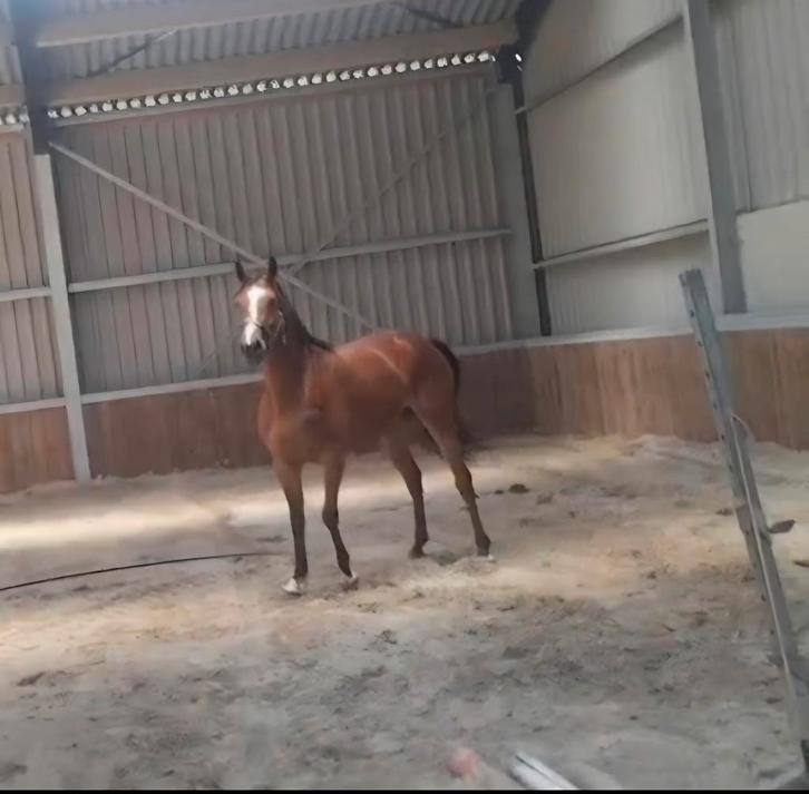 4 jarige For Pleasure x Ustinov x Nimmerdor merrie, Dieren en Toebehoren, Paarden, Merrie, 160 tot 165 cm, 3 tot 6 jaar, Springpaard