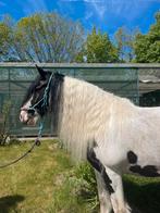 Prachtige lieve Tinker merrie te koop!, Dieren en Toebehoren, Pony's, Merrie, Gechipt, Niet van toepassing, 7 tot 10 jaar