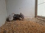 Trio s chinese dwergkwartels, Dieren en Toebehoren, Vogels | Overige Vogels, Meerdere dieren