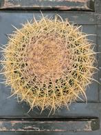 Echinocactus grusonii P25 (1), Huis en Inrichting, Kamerplanten, Ophalen of Verzenden, Halfschaduw, Minder dan 100 cm