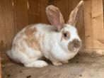 Vlaamse reus voedster, Dieren en Toebehoren, Konijnen, Vrouwelijk, Groot