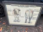 Oude Schoolplaat Melkkoeien, Ophalen of Verzenden, Natuur en Biologie
