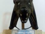Opgezette hangende vleerhond, vleermuis, cynopterus sphinx, Verzamelen, Dierenverzamelingen, Ophalen of Verzenden, Nieuw, Overige soorten