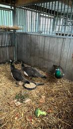 2 jonge pauwen   ophalen, Dieren en Toebehoren, Pluimvee, Meerdere dieren, Overige soorten
