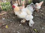 Gratis 5 maanden jonge haan, Dieren en Toebehoren, Pluimvee, Mannelijk, Kip