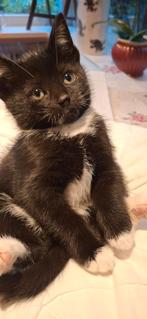 Kittens te Koop, Dieren en Toebehoren, Katten en Kittens | Overige Katten, Meerdere dieren