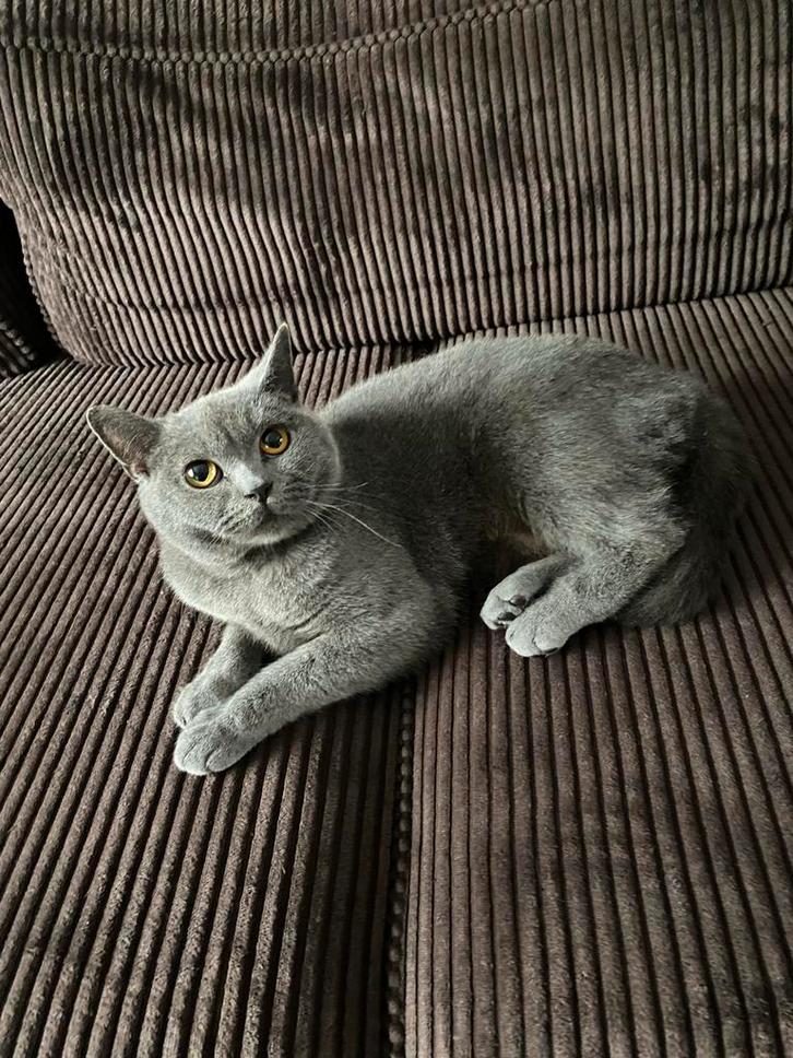 Britse korthaar Mimi een jaar, Dieren en Toebehoren, Katten en Kittens | Overige Katten, Poes