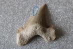 Palaeocarcharodon orientalis, Ophalen of Verzenden, Fossiel