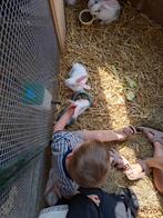 Lieve, kleine, jonge duitse reusjes! Nog 2 beschikbaar, Meerdere dieren, Groot, 0 tot 2 jaar