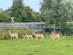 Te koop damherten, Dieren en Toebehoren, Overige Dieren, Juli, Meerdere dieren