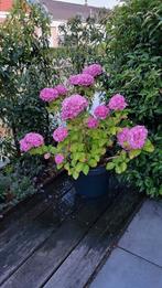 Kunstof zwarte bloempot met hortensia, Ophalen, Zomer, Overige soorten, Halfschaduw