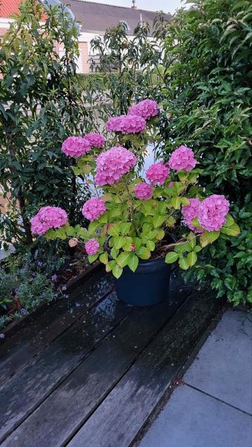 Kunstof zwarte bloempot met hortensia beschikbaar voor biedingen