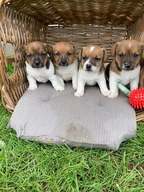 Mooie jack russel pups, Dieren en Toebehoren, Honden | Jack Russells en Terriërs, Reu, Jack Russell Terriër, Particulier, Meerdere