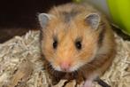 Hamster goudhamster hamsters, Meerdere dieren, Hamster, Na 1 juli 2024, Tam