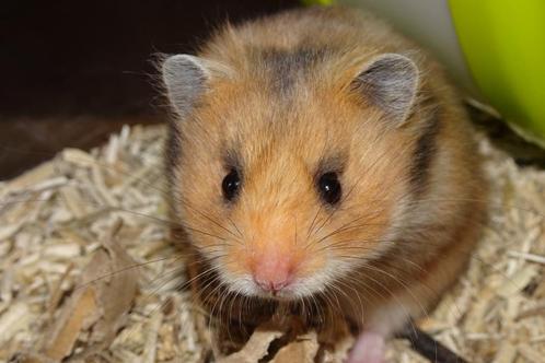 Hamster goudhamster hamsters, Dieren en Toebehoren, Knaagdieren, Meerdere dieren, Hamster, Tam