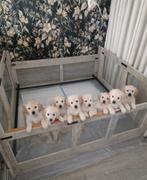 Golden retriever pup, Ophalen of Verzenden, Nieuw, Pluche