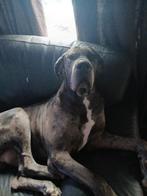 Deense dog herplaatsing grijstijger, Dieren en Toebehoren, Honden | Bulldogs, Pinschers en Molossers, Reu, Eén hond, 3 tot 5 jaar