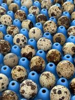 Kwartel eitjes / broedeitjes japanse kwartel, Ophalen of Verzenden, Nieuw, Overige typen