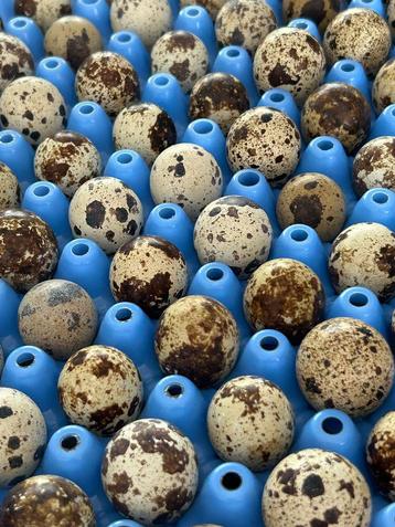 Kwartel eitjes / broedeitjes japanse kwartel beschikbaar voor biedingen
