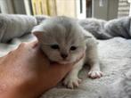 Nog 2 britse korthaar kittens, Dieren en Toebehoren, Katten en Kittens | Raskatten | Korthaar, Meerdere dieren, Ontwormd, 0 tot 2 jaar