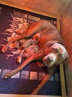 Cane Corso Pups, België, Particulier, Overige rassen, CDV (hondenziekte)