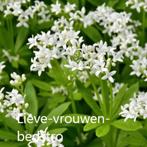 Lieve-vrouwen-bedstroe, Ophalen, Bodembedekkers, Volle zon, Vaste plant