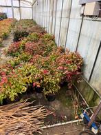 Nandina mooie soort fire power hoog 40 /50  partij 40 stuks, Tuin en Terras, Planten | Tuinplanten, Vaste plant, Halfschaduw, Winter