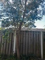 Grote, mooie eucalyptusboom, Ophalen, Volle zon, Overige soorten