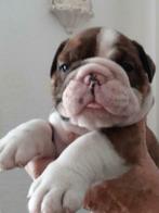 Engelse Bulldog Dekreu,, Dieren en Toebehoren, Rabiës (hondsdolheid), Reu, Eén hond, 3 tot 5 jaar