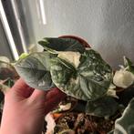 Alocasia melo variegata, Huis en Inrichting, Kamerplanten, Ophalen of Verzenden, Halfschaduw, Minder dan 100 cm