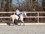 Gezocht: Lease paard of grote pony, Dieren en Toebehoren, Ophalen of Verzenden, Nieuw, Dressuur