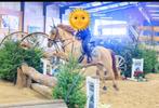 Super lieve betrouwbare bomproof C-pony, Dieren en Toebehoren, Pony's, Merrie