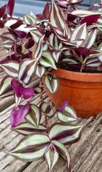 Tradescantia zebrina, Huis en Inrichting, Kamerplanten, Ophalen, Overige soorten, Minder dan 100 cm