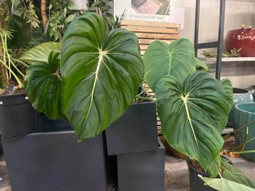 Grote Philodendron met indrukwekkende bladeren beschikbaar voor biedingen