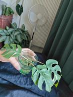 Rhaphidophora tetrasperma variegata, Huis en Inrichting, Kamerplanten, Ophalen of Verzenden, Halfschaduw, Minder dan 100 cm