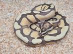 Python regius enchi fire desert ghost 66% het pied man, Dieren en Toebehoren, Reptielen en Amfibieën, Slang, 0 tot 2 jaar