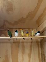 prachtig koppeltje binsenastrilde, Dieren en Toebehoren, Meerdere dieren, Tropenvogel