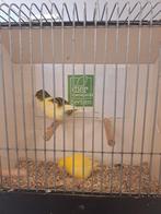 Koppel fives fancy kanaries, Dieren en Toebehoren, Vogels | Kanaries, Meerdere dieren, Kleurkanarie