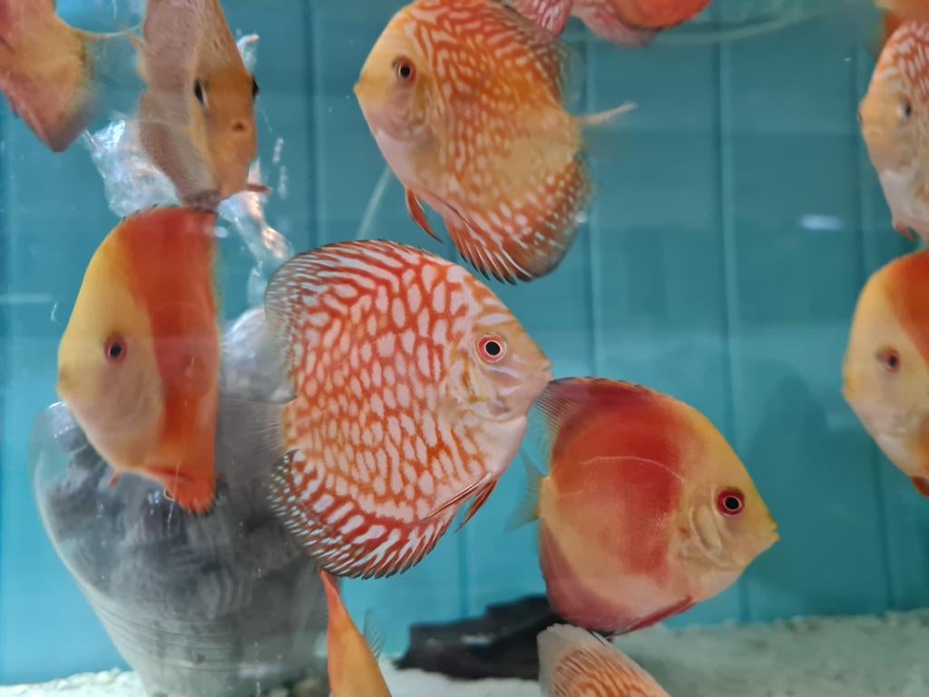 Pigeon Red Checkerboard Discus, Symphysodon Discus, Vis, Zoetwatervis