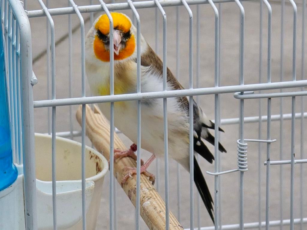 Witkop majoor putter man, Dieren en Toebehoren, Vogels | Overige Vogels, Vrouwelijk, Wildzangvogel