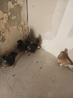 4 mannen duiven takla, Dieren en Toebehoren, Mannelijk