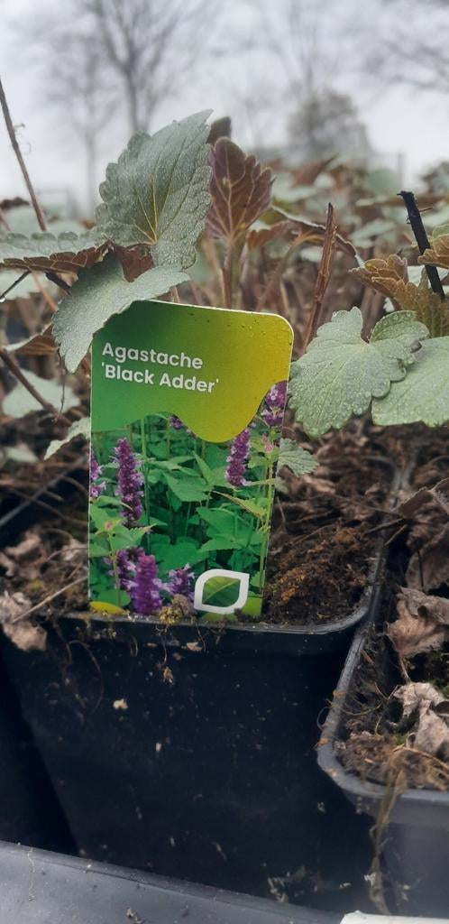 Agastache 'Black Adder' planten, Ophalen of Verzenden