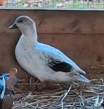 gezocht gevraagd broedeitjes broedei kwakertjes kwaker, Dieren en Toebehoren, Geslacht onbekend, Eend