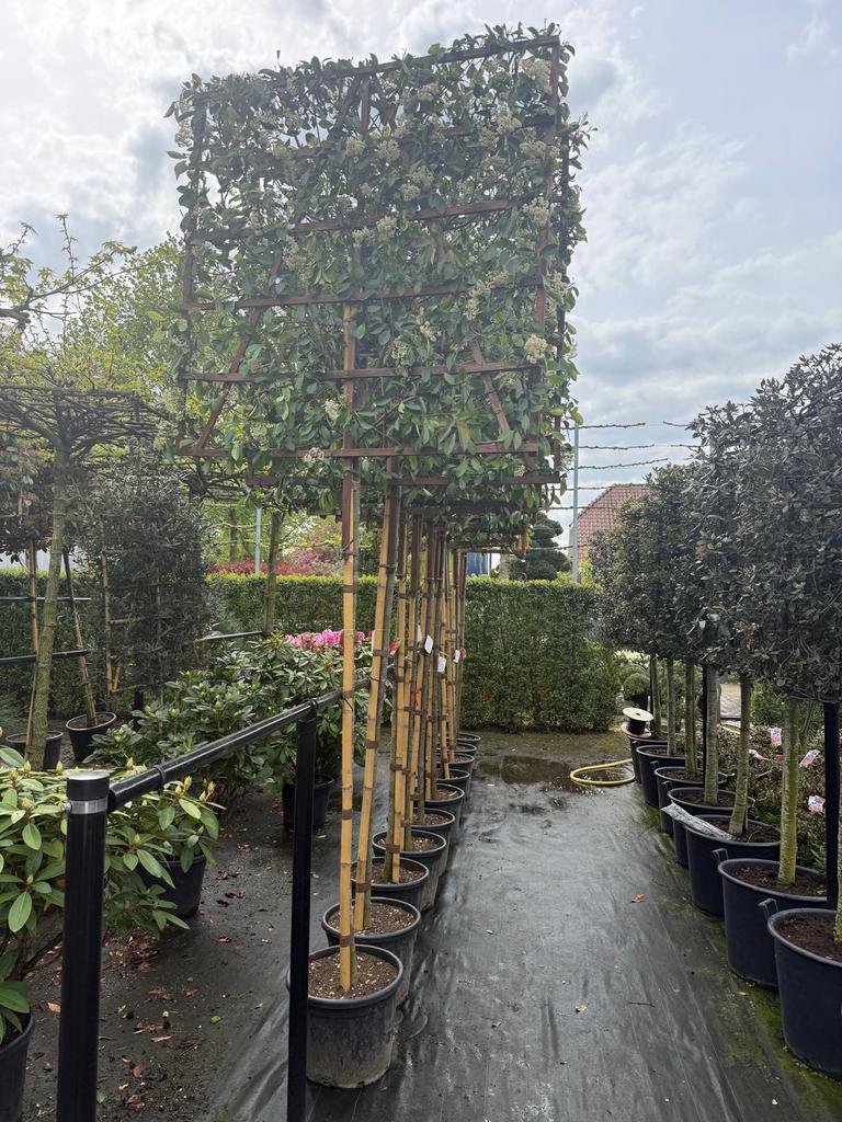 Glansmispel leiboom stam 200 cm Vol leischerm, Tuin en Terras, Planten | Bomen, Overige soorten, Lente, 100 tot 250 cm, Ophalen