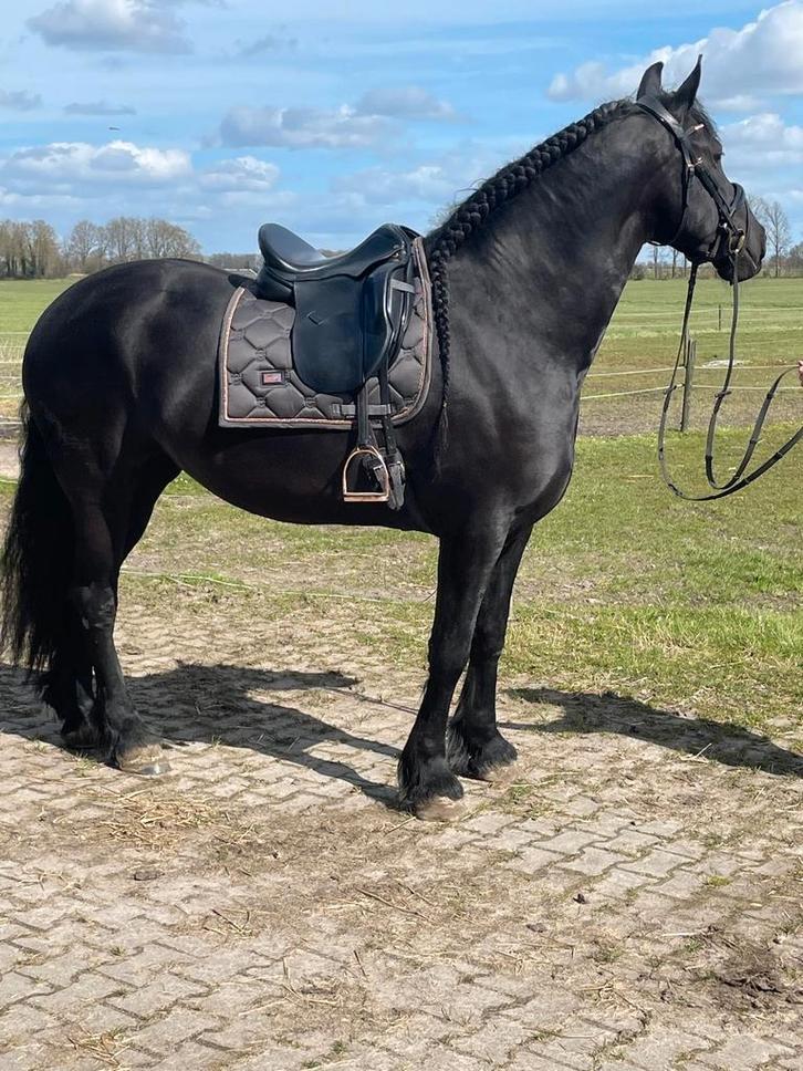 Ideal Suzannah 18 inch M boom, Dieren en Toebehoren, Paarden en Pony's | Zadels, Gebruikt, Dressuur, Ophalen