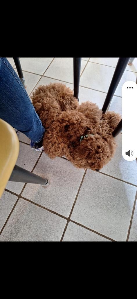 Poedel ❤️❤️ middelslag abrikoos, Dieren en Toebehoren, Honden | Chihuahua's en Gezelschapshonden, Poedel, Parvo, 8 tot 15 weken