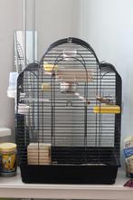 Vogelkooi met kanarie + accessoires en voer, Vrouwelijk, Kleurkanarie